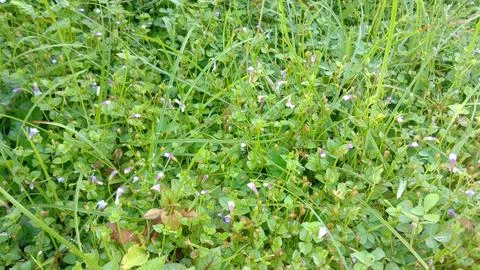 Grass and small flowers Stock Photos