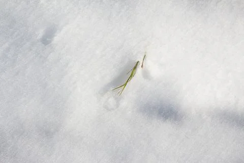 Grass and snow Stock Photos