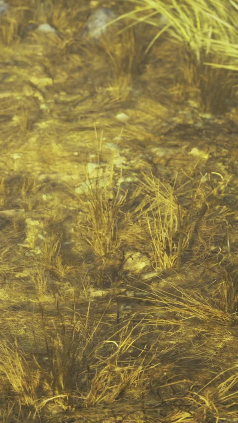 Grass and soil mix with a snake on the ground near a bush during daytime Stock Footage 334249851
