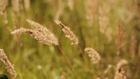 Grass and spikelets on the field Stock Footage 125757326