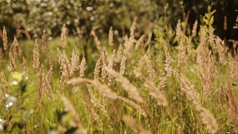 Grass and spikelets on the field Stock Footage 125757332