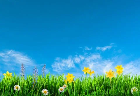 Grass and spring flowers background Foto stock