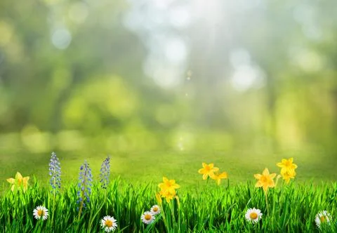 Grass and spring flowers background Foto stock