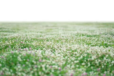 Grass and spring flowers isolated on white Stock Photos
