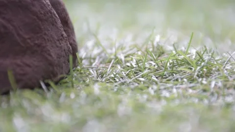 Grass and Stone Flat Color Stock Footage 153822813