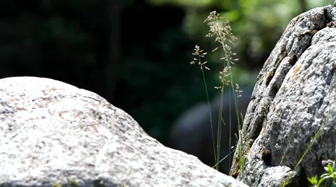 Grass and stone. Stock Footage 40414373