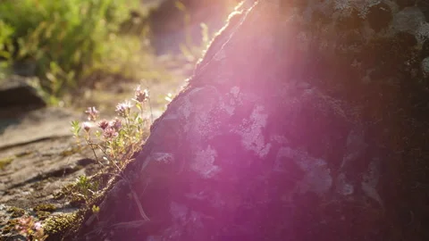 Grass and stone Stock Footage 204710215