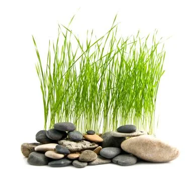 Grass and stone Stock Photos