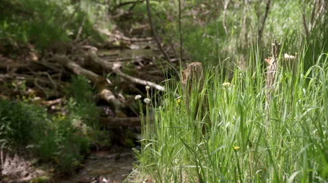 Grass and Stream in 4K Stock Footage 43456486