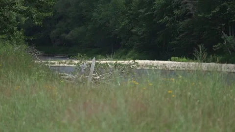 Grass and stream Stock Footage 171340869