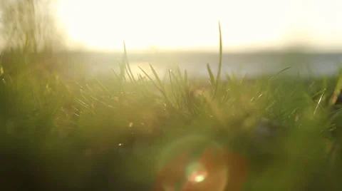 Grass and strong wind Stock Footage 27899429