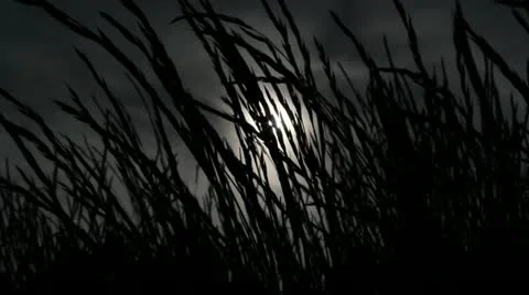 Grass and Sun Stockbeeldmateriaal 10919125