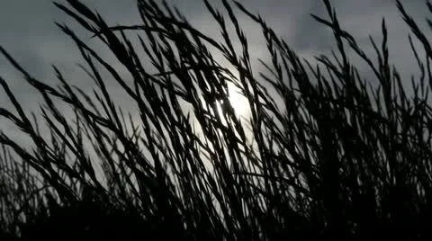Grass and Sun Vidéo 10919128