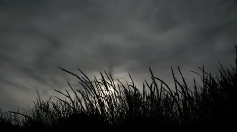 Grass and Sun Vídeo Stock 10919151