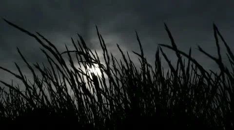Grass and Sun Stock Footage 10919154