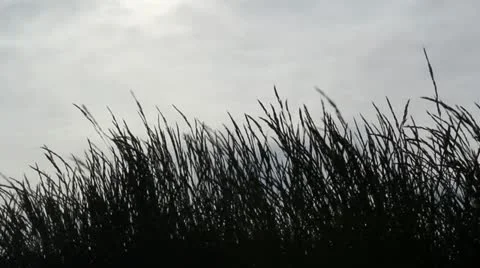 Grass and Sun Stock Footage 10919188