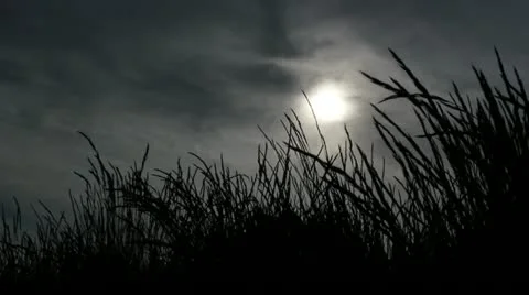 Grass and Sun 스톡 동영상 10919193