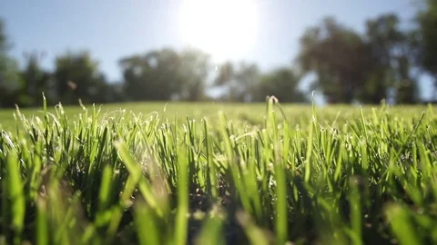 Grass and Sun 스톡 동영상 70082438