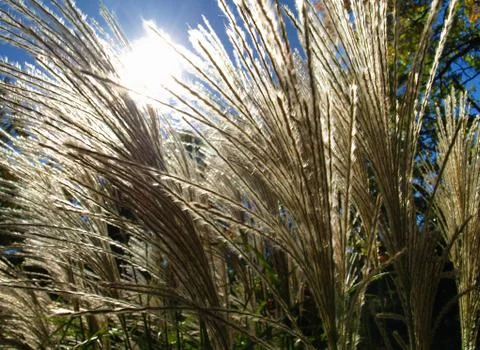 Grass and sun Stock Photos