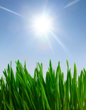 Grass and sunlight Stock Photos