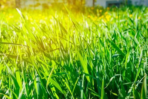 Grass and sunlight Stock Photos
