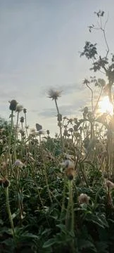 Grass and sunlight Stock Photos