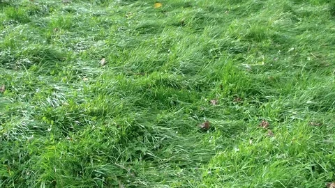 Grass and sunlight. wind in the nature Stock Footage 122244147