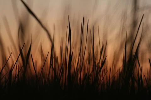 Grass and sunset Stock Photos