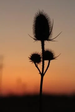 Grass and sunset Stock Photos
