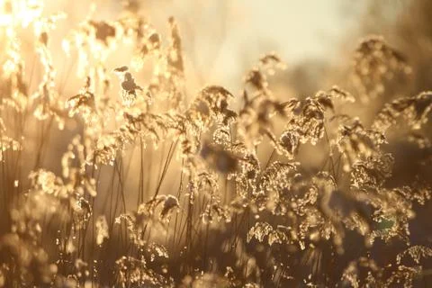 Grass and sunset Stock Photos