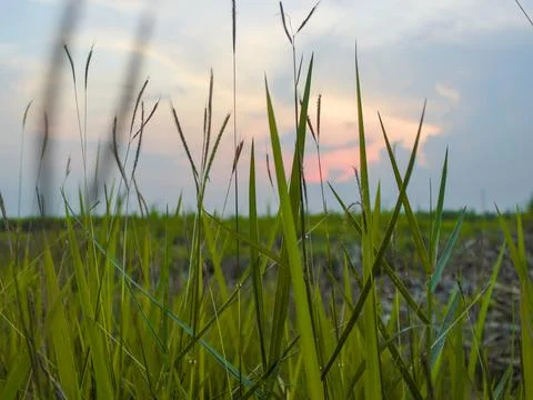 Grass and sunset Stock Photos