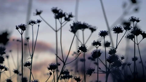 Grass and sunset sky. Video stock 126090637