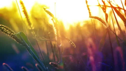 Grass and sunshine Vidéo 106457340