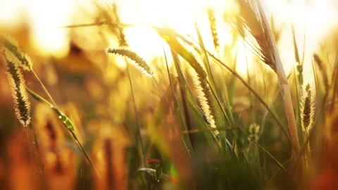 Grass and sunshine Stockbeeldmateriaal 106457361