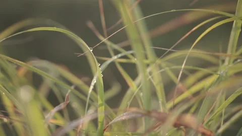Grass and sunshine on the mountain Video stock 144302280
