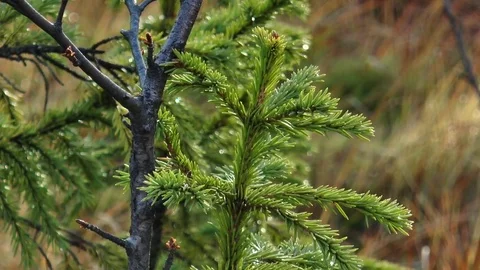 The grass and top of a small spruce in the forest, changing focus. Stock Footage 76102218