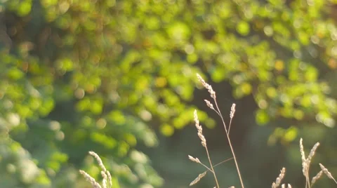 Grass and Tree with beautiful lighting Stockbeeldmateriaal 60991312