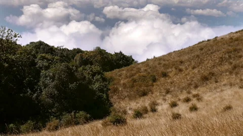 Grass And Tree On Mountain Stock Footage 48524791