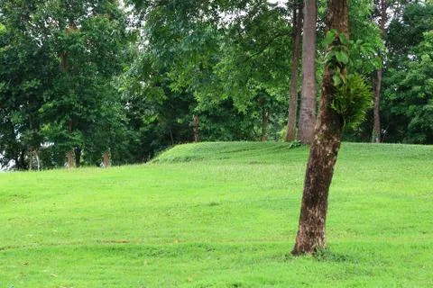 Grass and tree in park. Stock Photos
