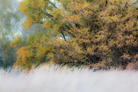 Grass and tree Stock Photos