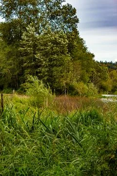 Grass and trees blowing in the wind Stock Photos