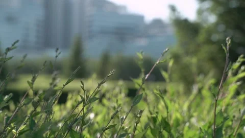 Grass and trees in the city Video stock 197203577