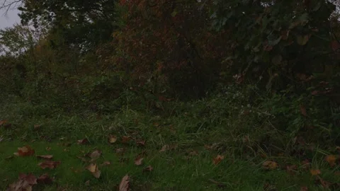 Grass and trees on a cloudy rainy day Video stock 312627501