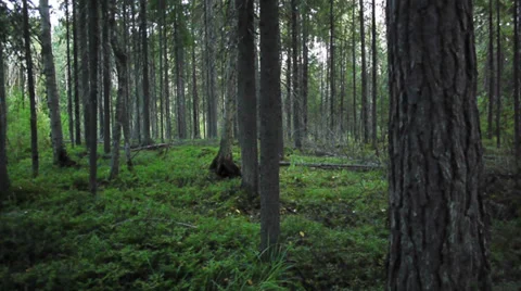 Grass and trees in deep summer forest Stock Footage 32813885