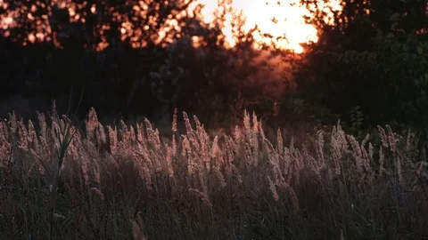 Grass and trees in the evening sun Stock Footage 79522420