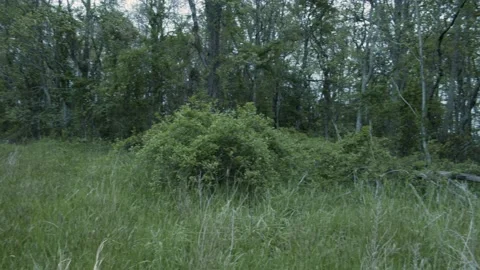 Grass and Trees Stock Footage