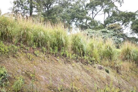 Grass and trees in hilly area Stock Photos