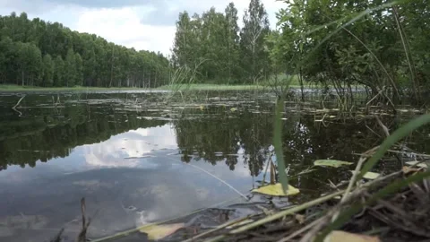 Grass and trees on the lake 스톡 동영상 151089134