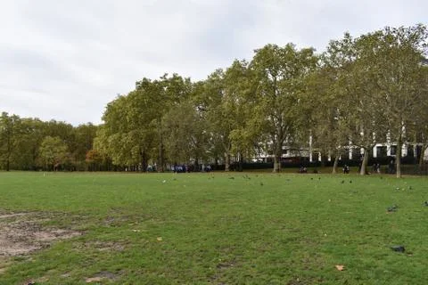Grass and trees in a park Foto stock