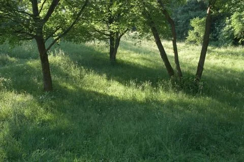 Grass and trees Stock Photos